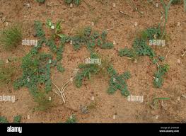 Image result for Euphorbia inaequilatera