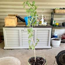Image result for Commiphora pedunculata