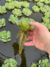 Image result for Pistia