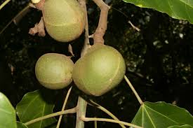 Image result for Aleurites