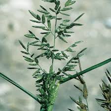 Image result for Eragrostis plana