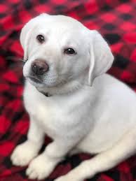 Labrador retriever eagle, lab puppies for sale. White Lab Puppies For Sale Puppy Steps Training