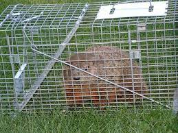 Below we provide several methods to kill woodchucks along with other useful eradication information. Groundhog Wars Veggie Gardening Tips