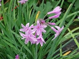 Image result for Tulbaghia