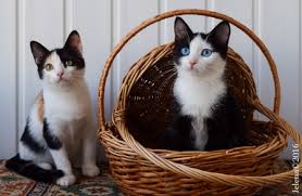 Cats with dark blue eyes were discovered in new mexico among feral cat populations. Heavenly Eyes Programm