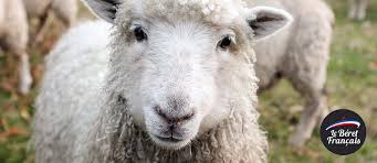 L'homme en fond c'est jean marc , un foufou , demande en mariage , coup de foudre , pleurs a la séparation. L Histoire De La Laine Le Beret Francais