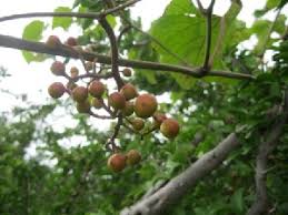 Image result for Ampelocissus obtusata
