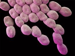 Image result for Striga baumannii