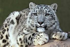 Send Rare Snow Leopard To The Wild Not In Captivity Activists Urge Hp Forest Dept Snow leopard habitat in india includes in the 5 mountain state of jammu and kashmir, uttarakhand, himachal pradesh, sikkim, and arunachal pradesh. captivity activists urge hp forest dept