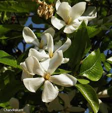 Image result for Gardenia resinifera