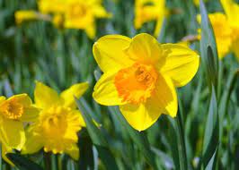 The first thing you will see emerging from the soil is the tips of the leaves. Daffodils How To Plant Grow And Care For Daffodil Flowers The Old Farmer S Almanac