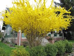 Forsythia Pruned Tree Shrubs Perfect Plants Landscape Design