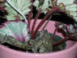 Does Rex Begonia Ring A Bell