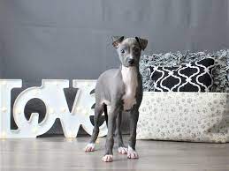 Italian Greyhound Puppies Petland Carriage Place