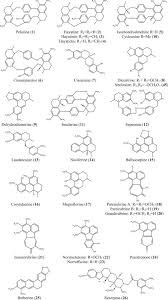 Image result for Cissampelos torulosa