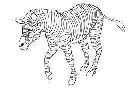 Zebra San Diego Zoo Kids Zebra San Diego Zoo Zoo