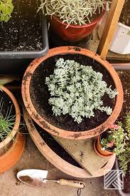 Frische Erde Und Einen Frischen Topf Lass Dich Inspirieren Pflanzen Garten Balkon Terrasse Umtopfen Pflanzen Pflanzen Umtopfen Garten Bepflanzen