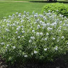 The arkansas blue star is no euphorbia. Halfway To Arkansas Blue Star Amsonia Ciliata Halfway To Arkansas In Wilmette Chicago Evanston Glenview Skokie Winnetka Illinois Il At Chalet Nursery