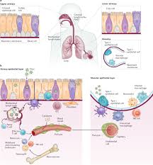 When you visit the site, it will ask for the next screen asks a series of questions, including the type of work you do and if you have any of 19 medical conditions that would put you at higher risk, including. Leukocyte Trafficking To The Lungs And Beyond Lessons From Influenza For Covid 19 Nature Reviews Immunology