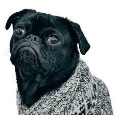 And don't forget the puppyspin tool, which is another fun and fast way to search for chihuahua dogs for adoption in wisconsin, usa area. Chihuahua For Sale Buy Chihuahua Puppies Online Puppies Shop
