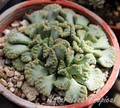 Vista De La Planta Suculenta Titanopsis Calcarea Suculentas Plantas Suculentas Plantas