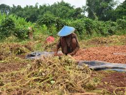 Sementelahan, agropelancongan merupakan bidang yang patut dikembangkan dalam sektor pertanian. Petani Berkurang 24 Ribu Orang Masa Depan Pertanian Di Bojonegoro Dipertaruhkan Poverty Resource Center Initiative Prci