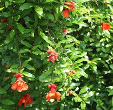 Image result for Punicaceae