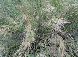Image result for Aristida congesta