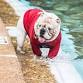 Dog Splash at Liberty Bell Pool