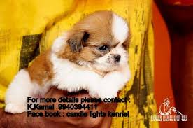 I bought a female shih tzu puppy 45 days old more then a year ago in bangalore. Shih Tzu Puppies For Sales In Chennai Chennai Zamroo