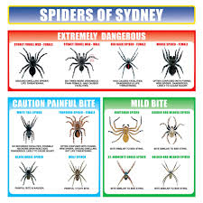 How To Identify Spiders In Your Home Kknockout Pest