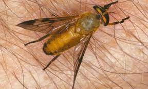 Yellow Fly Diachlorus Ferrugatus