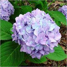 Consider Replacing Freeze Damaged Tropicals With Cold Hardy Plants Planting Hydrangeas Mophead Hydrangea Hardy Plants