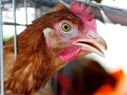 People can also develop conjunctivitis. H7n9 Bird Flu Symptoms Causes And Risks