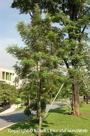 Image result for Grevillea robusta