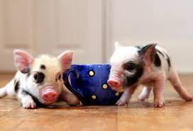 If you want to be sure the piglet has stopped growing, put a deposit on it and wait a week or two before buying it and taking it home. Pet Of The Week The Micro Pig The Independent The Independent