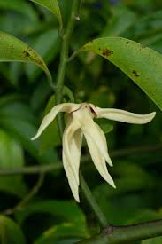 Image result for Artabotrys likimensis