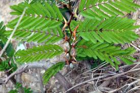 Image result for Acacia cornigera