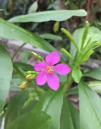 Image result for Talinum fruticosum