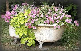 Height adjustable shaving mirror and convenient soap holder defines our. Flower Garden In A Bathtub Garden Bathtub Flower Garden Beautiful Flowers Garden