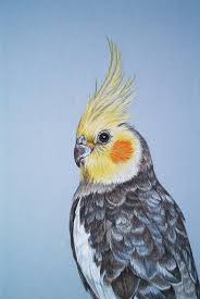 Portrait Close Up Cockatiel Head By Andrea Ellwood Bird Drawings Birds Painting Animal Drawings