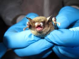 Bats May Be Poised For A Comeback From White Nose Syndrome Sierra Club
