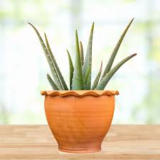 Image result for Aloe