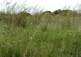 Image result for Kosteletzkya buettneri