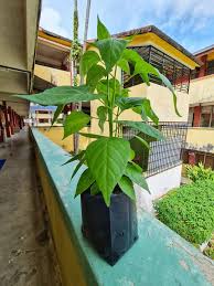 Serangga putih bawah daun cili ini perosak yang menghisap cairan pada bahagian pokok yang diserang. Pokok Cili Nak Bagi Merimbun Dalam Pasu Ni Tipsnya Keluarga