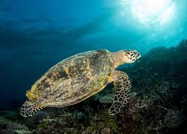 Snapping turtles often live more than 100 years with a maximum theoretical life span of 170 years. Discovering The Lifespans Of Marine Turtles Ecos