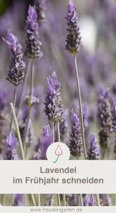 Lavendel Schneiden Garten Lavendel Lavendel Pflanzen Stauden Pflanzen