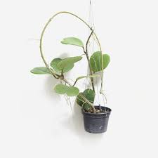 On a second note, this hoya is often sold with a single leaf in a pot. Hoya Kerrii Big Houseplants Or Indoorplants Joinfolia