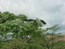 Image result for Brachystegia longifolia