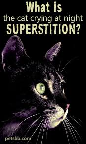 Why Do Cats Cry At Night In 2020 Cat Crying Crying At Night Cats